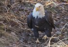 House Cat Stalks Bald Eagle Against Everyone’s Advice (Video)