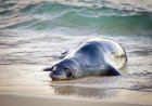 Man Throws Large Rock at Endangered Seal, Sparking Outrage