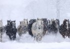 WATCH: Wild Horses Race Across Ski Slope, Shocking Skiers