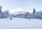 Canadian Tow Truck Driver Stops to Help Moose Stuck in Ice