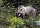 Missing Hiker Found Dead From Bear Attack in Glacier National Park