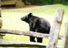 ‘Bizarre Scene’: Black Bear Locks Itself in Hotel Bathroom (Video)