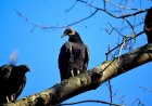 33 Dead Vultures Dumped at Great Smoky Mountains National Park