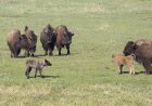 WATCH: Bison Herd vs. Wolf Pack in Yellowstone National Park