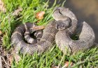 Third Person This Year Dies From Rattlesnake Bite in California