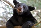 Black Bear Tries to Snatch Child Carrier from Gatlinburg Porch