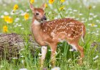 Adorable, Rare White Fawn Is Hanging Around a College Campus