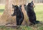 Man in Tree Films as Bears Climb up to Him (Viral Video)