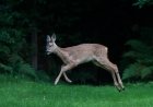 French Police Share Video of a ‘Drunk’ Deer With Warning