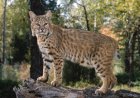WATCH: Bobcat Greets Toddler Through Glass Porch Door