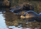 Hawaii Tourist Charged After Viral Seal-Harassment Video