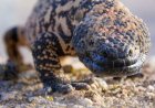 Who Has the Right of Way—Gila Monster or Rattlesnake? (Video)