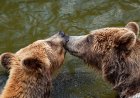 Mating Bears Block Trail for ‘Over an Hour’ in Alaska (Video)