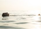 Man Accidentally Crashes Beach Fashion Show to Go for a Swim