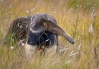 WATCH: Can This Giant Anteater Fight off a Jaguar?