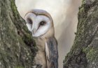 Sound up: Behold the Adorable Sound of an Owl Sneezing