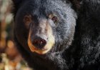WATCH: Bear Peeks in to Say Hello to Mountain Biker in Canada