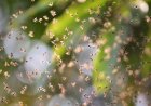 WATCH: Multiple Hikers Swarmed by Bees on Phoenix Trail