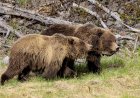 Man Sees 40 Grizzly Bears in One Day in Yellowstone Backcountry