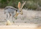 Jackrabbits Have an Intense Boxing Match in the Desert (Video)