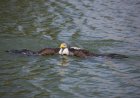 Why Is This Eagle Swimming in a New Hampshire Lake? Just Wait.