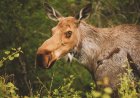 Unexpected Moose Blocks Doorway in Alaska (Video)