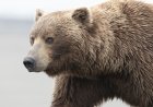 ‘An Absolute Unit of a Bear!’: Check out This Massive Grizzly