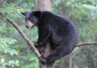 Two Bears Jump Fence Onto School Grounds (Video)