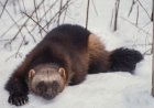 Caught on Trail Cam: Rare Wolverines in Idaho National Forest