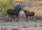 Angry Moose Attacks Person Walking Dogs in Colorado