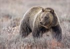 WATCH: Hikers Encounter Grizzlies Chasing Each Other on Trail