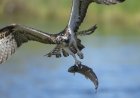 ‘Nature’s DoorDash’: Osprey Flies through Traffic with Large Fish