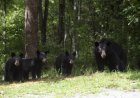 Mother Bear Attacks Trail Runner in British Columbia