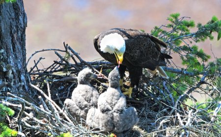 USPS Announces New Stamp Design Featuring Baby Bald Eagles