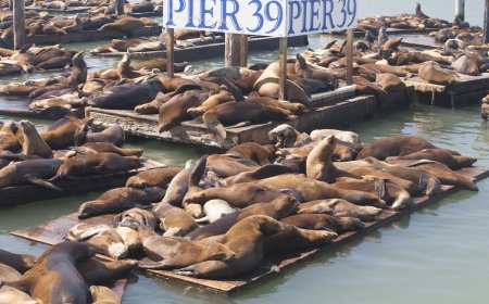 WATCH: Make Way for this Massive Steller Sea Lion on Pier 39
