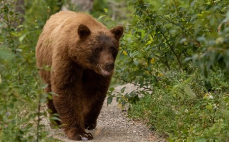 ‘Chill Hike’ Turns Not-So-Chill After Massive Bear Shows up on Trail