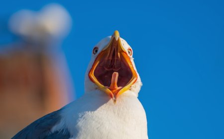 WATCH: Hilarious Clips From Seagull Screeching Championship