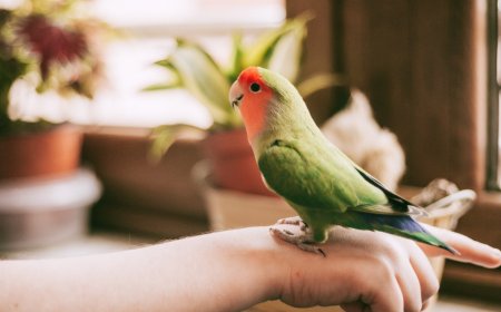 Pet Owner Finds A Way For His Injured Bird To Experience Flight Again