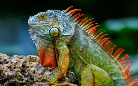 Iguana Swims Towards Paddleboarder For Help Then Climbs Aboard