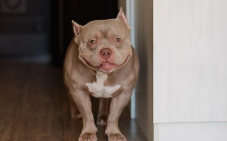 Shelter Dog Steals Hearts As She Enjoys A Piggyback Ride From Her New Mom