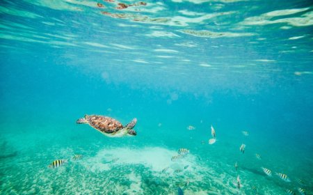 Little Girl Saved Endangered Sea Turtle While On Vacation