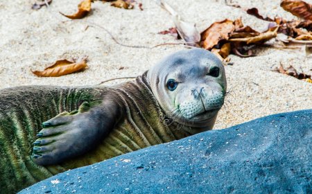 Hawaiian Monk Seal Gives Birth on Oahu Beach—See the Baby