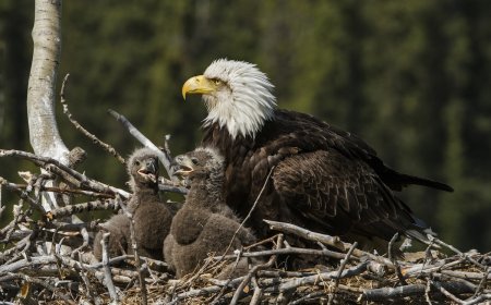 The Votes Are in: Two Famous Bald Eaglets Now Have Names