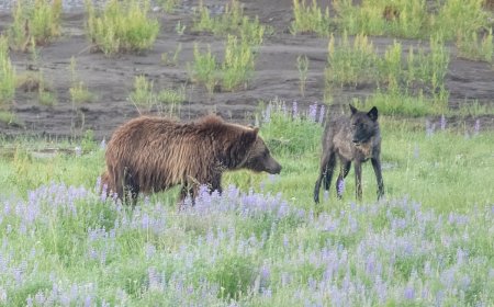WATCH: Grizzly Bear and Wolf Fight Over Carcass in Yellowstone
