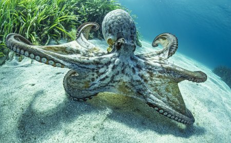 Diver Films Incredible Moment Octopus Disappears From Sight