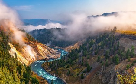 Bear Injured Hikers At Yellowstone National Park