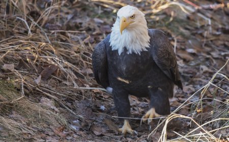 House Cat Stalks Bald Eagle Against Everyone’s Advice (Video)