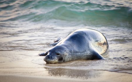 Man Throws Large Rock at Endangered Seal, Sparking Outrage