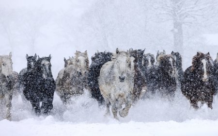 WATCH: Wild Horses Race Across Ski Slope, Shocking Skiers