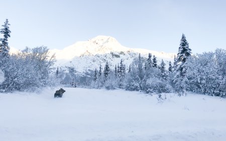 Canadian Tow Truck Driver Stops to Help Moose Stuck in Ice